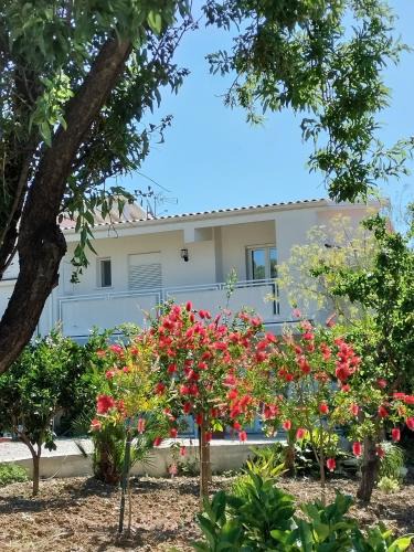 Santa Ninfa House | Casa Ferreri