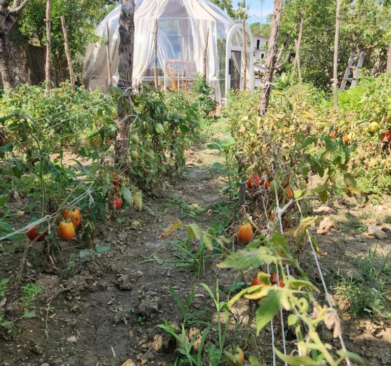 Oliveto Citra Bed & Breakfast | Domus Olea B&B Eco Bio House Igloo
