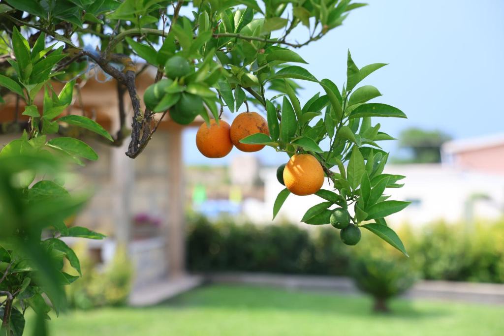 Melilli House | Villa Aurelia