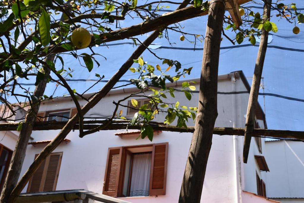Sant'Agnello House | Villa Carmela