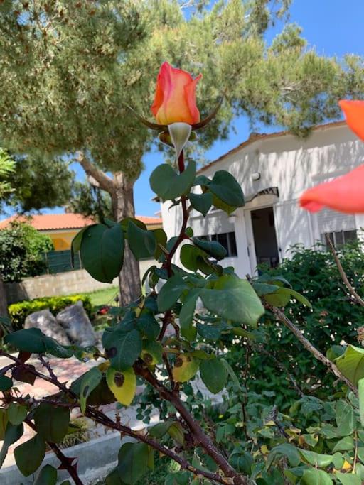 Punta Milocca House | Villa Fiori giardino, 400 m. mare con parcheggio
