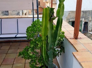 Casa Levante | Ortigia