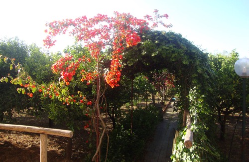 Sant'Andrea Bonagia Apartment | Belvedere apartment