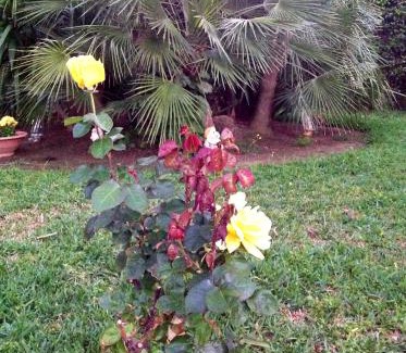 Arenella House | Casa vacanze