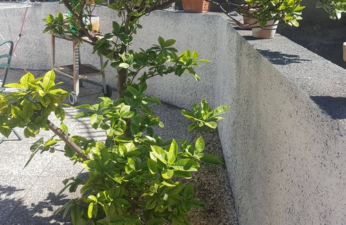 Cannizzaro Apartment | Aci Castello: little flat with private garden