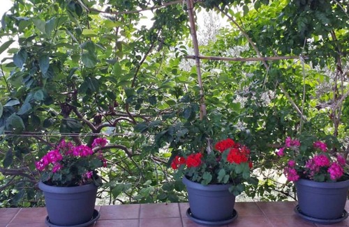 Condro House | B & B L'ULIVO - nice sea view apartment with terrace and fragrant garden