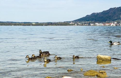 Bregenz Apartment | Bright Holiday Apartment “Bregenz 6 Top 4” with Wi-Fi, Terrace & Garden