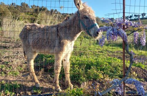 Gratteri Apartment | Casa La Quercia- Tra Cefalù ed il Parco delle Madonie