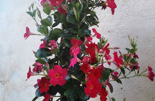 San Mauro Castelverde House | Holiday home Le Gole 2