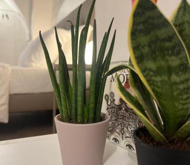 Catania City Centre House | VagaLuna Short Stay