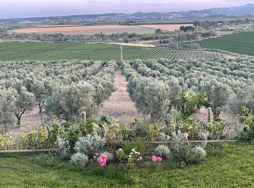 La Pizzuta del Principe
