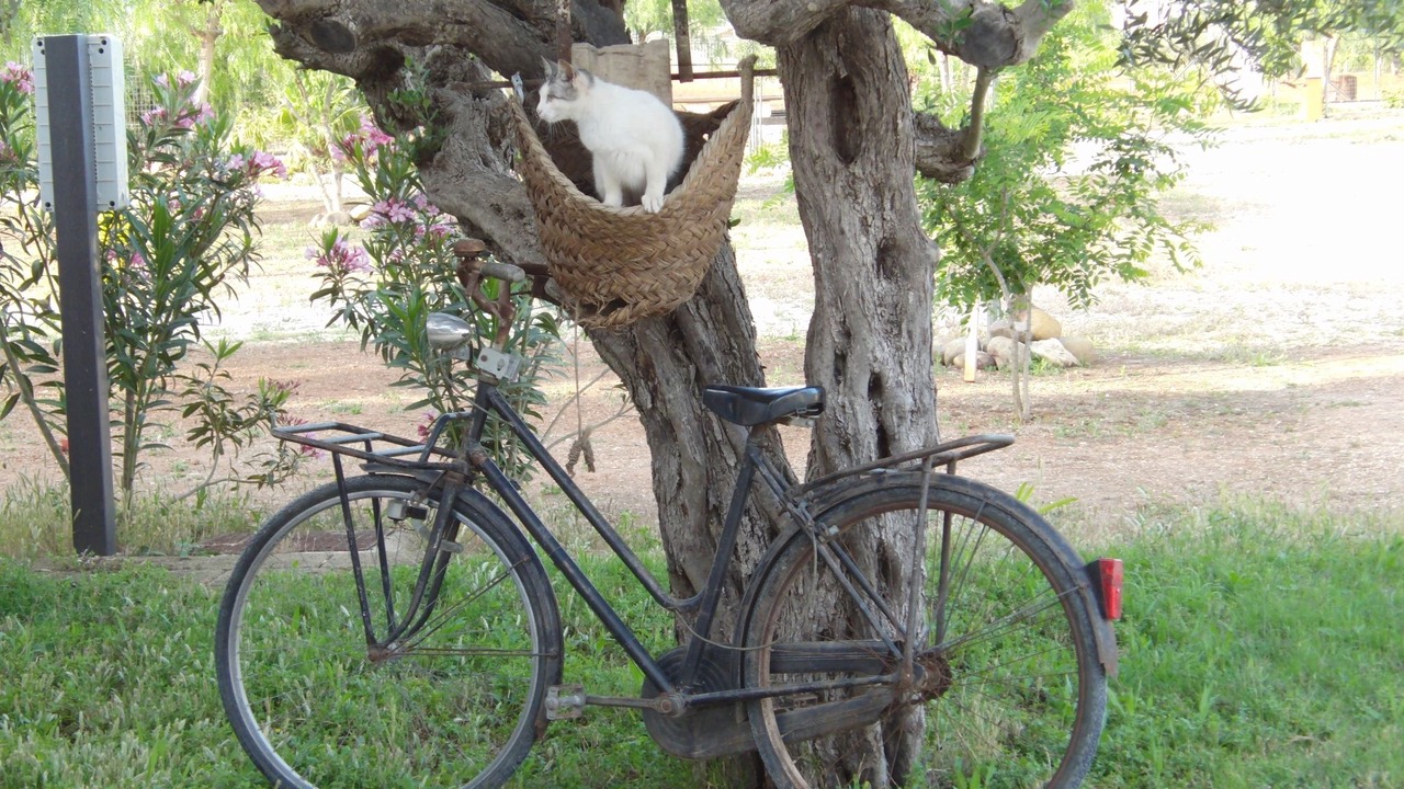 Photo of Others in Marsala