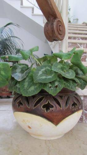 Photo of Patio Balcony in Paparella