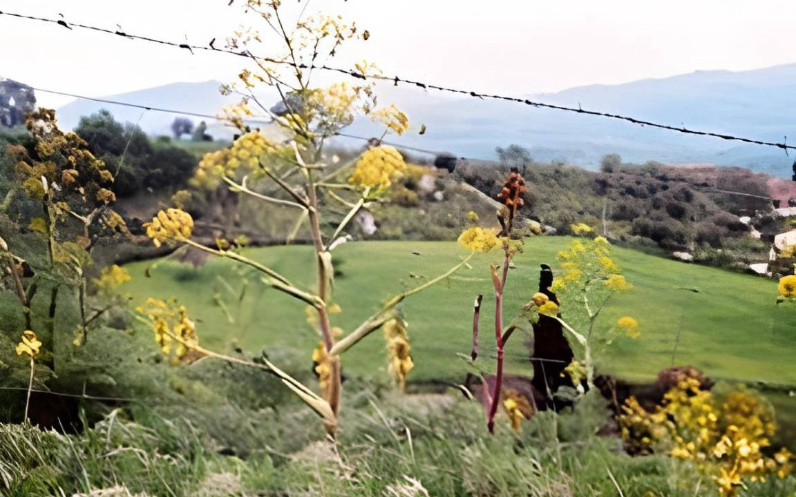 Photo of Others in Gangi