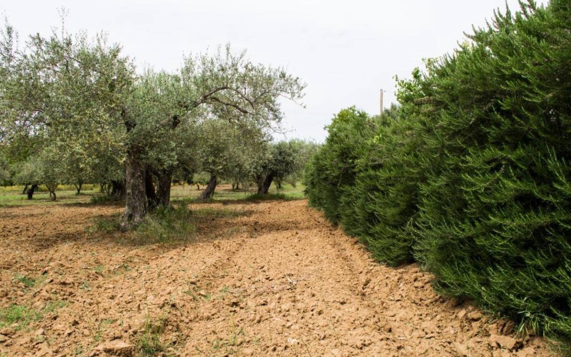 Photo of Others in Pietraperzia