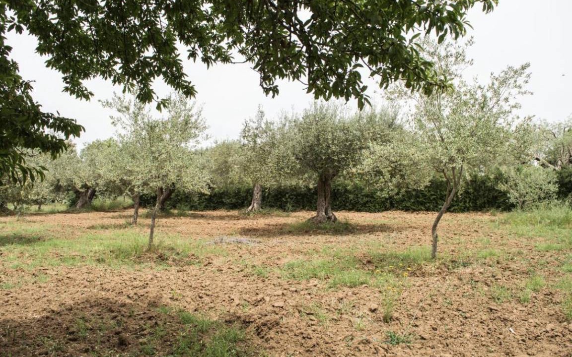 Photo of Others in Pietraperzia