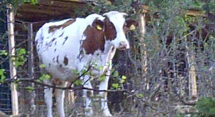Photo of Others in Gangi