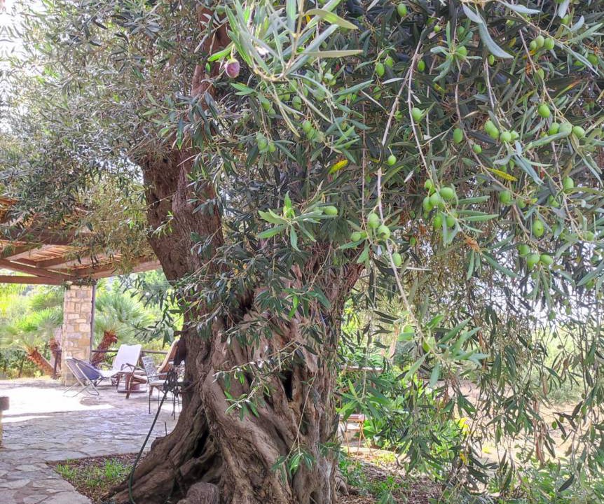 Photo of Others in Collesano
