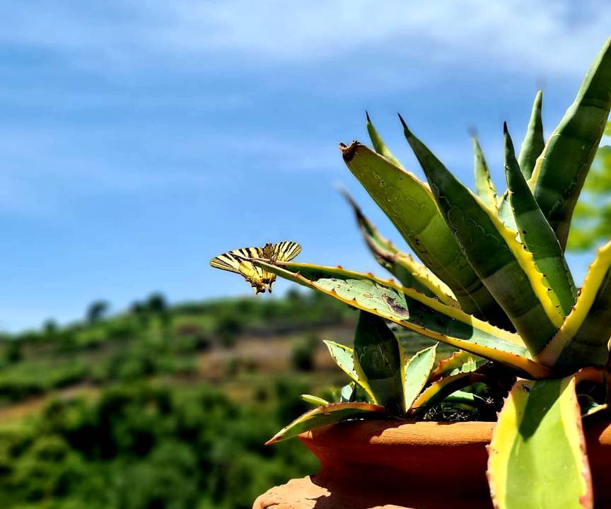 Photo of Others in Giarre