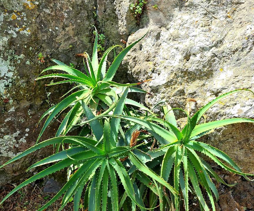 Photo of Others in Giarre