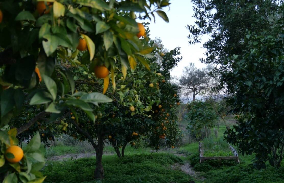 Photo of Others in Santa Caterina Villarmosa