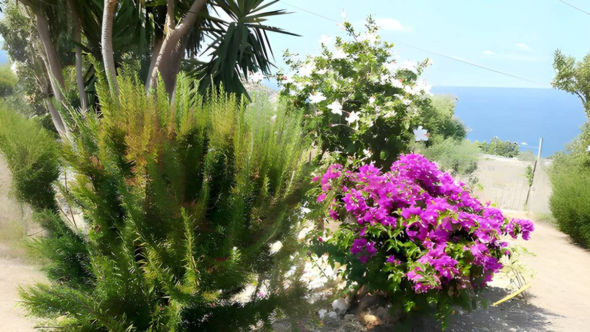 Photo of Others in Scopello