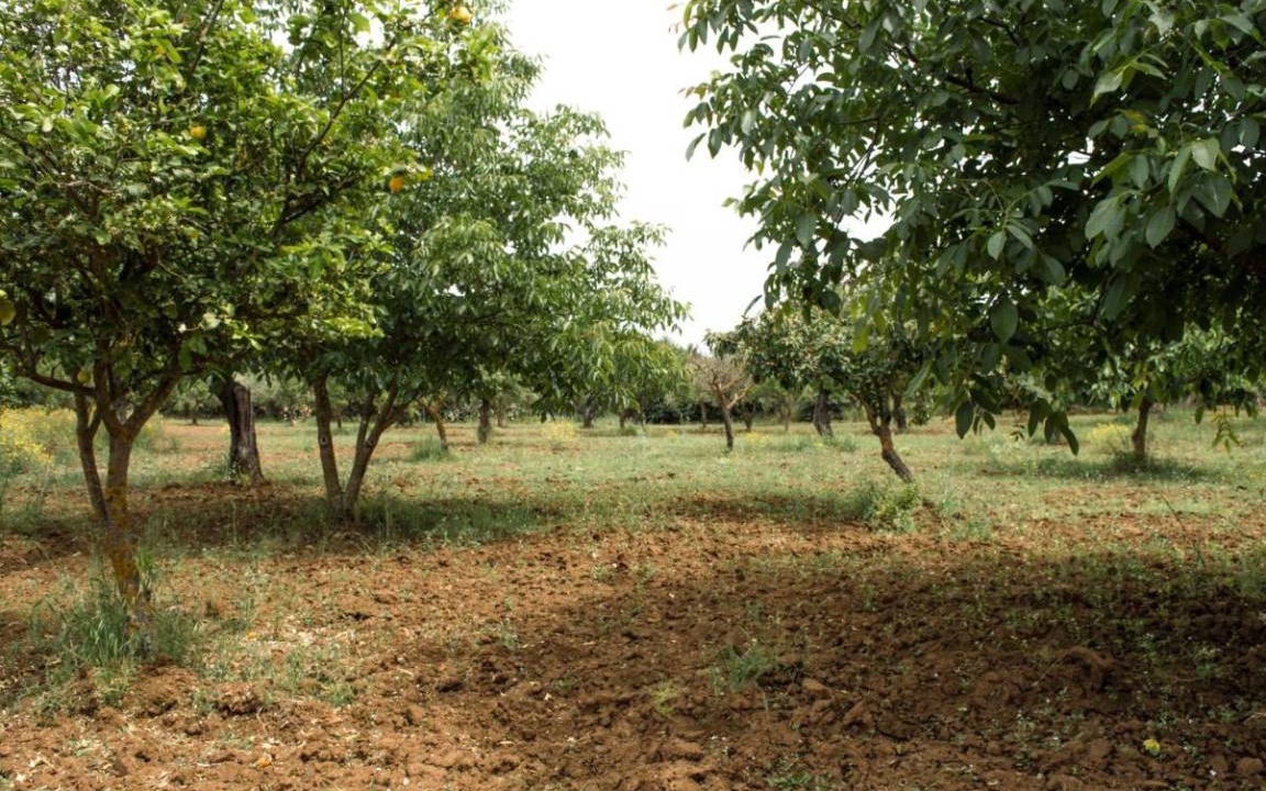Photo of Others in Pietraperzia