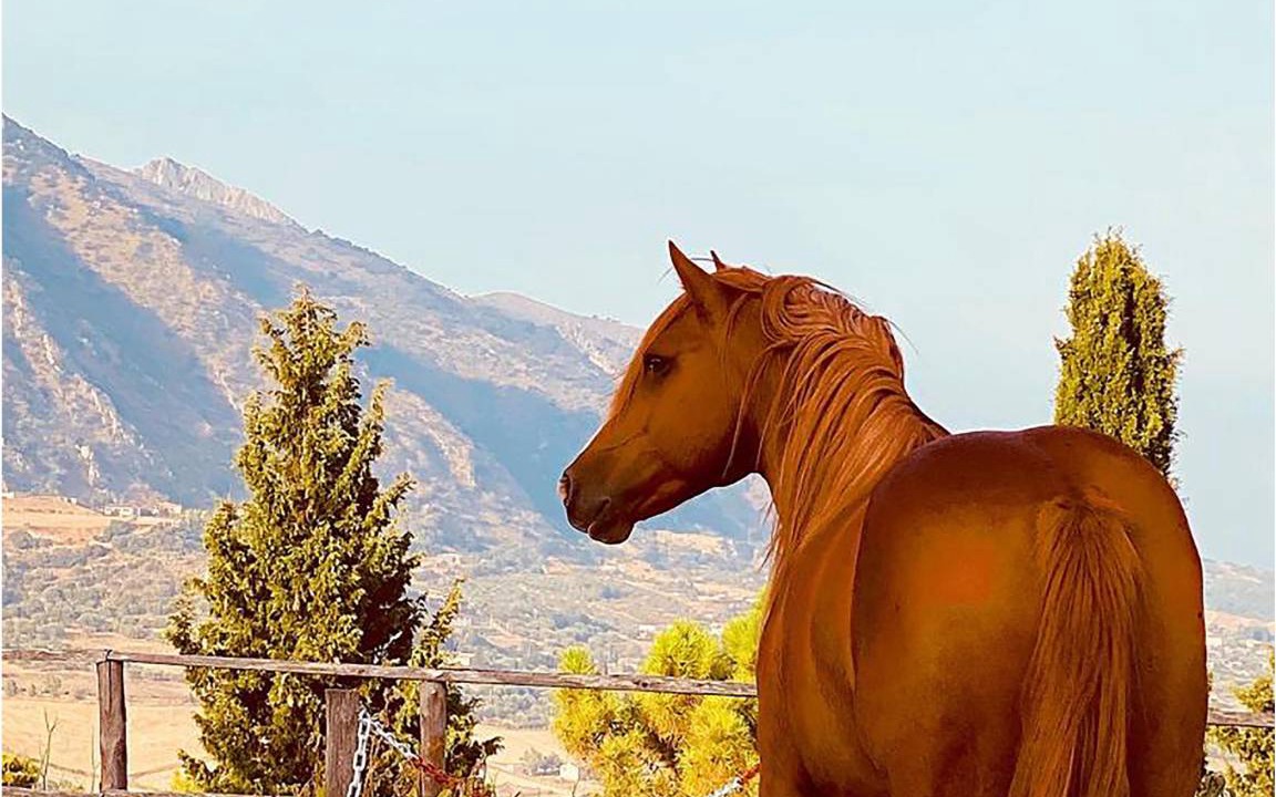 Photo of Others in Caccamo