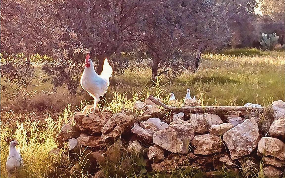 Photo of Others in Chiaramonte Gulfi