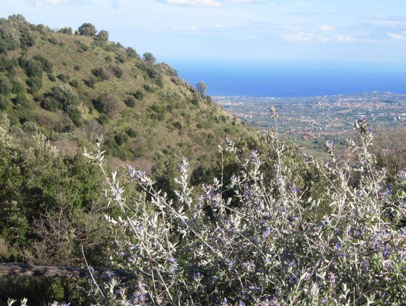 Photo of Others in Zafferana Etnea