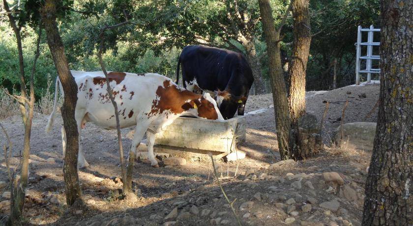 Photo of Others in Gangi