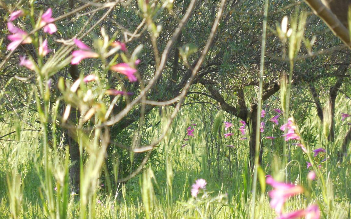 Photo of Outdoor in Geraci Siculo