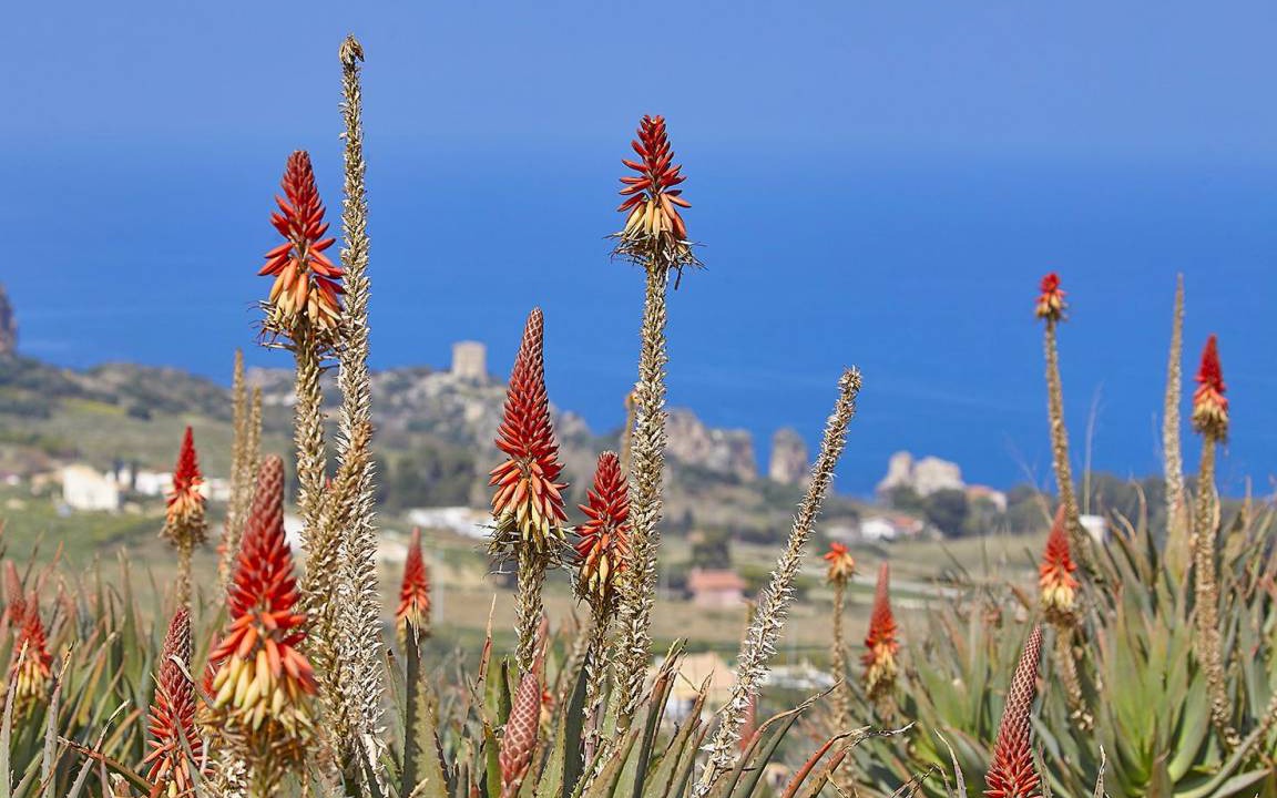 Photo of Others in Scopello