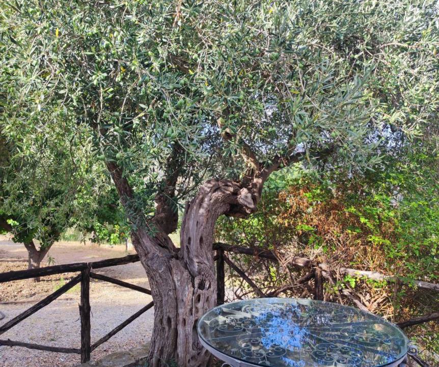 Photo of Others in Collesano