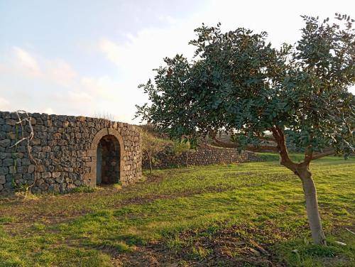 Photo of Others in Pantelleria