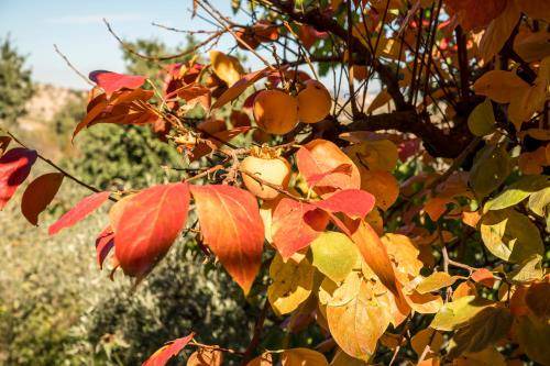 Photo of Outdoor in Cammarata