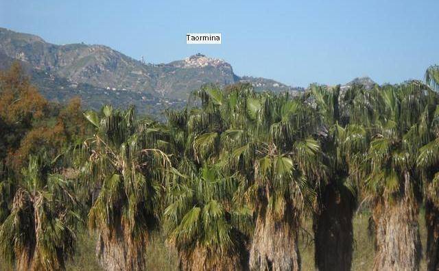 Photo of Others in Fiumefreddo di Sicilia