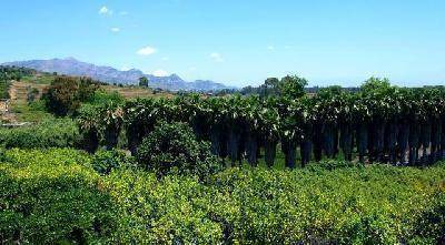 Photo of Others in Fiumefreddo di Sicilia
