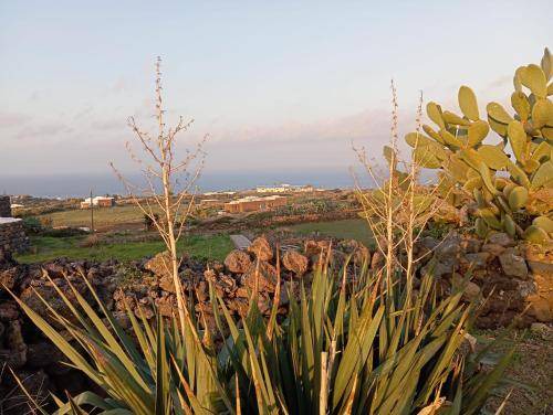 Photo of Others in Pantelleria