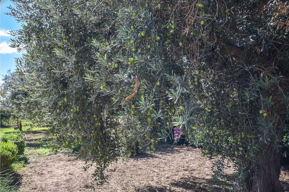 Photo of Others in Licodia Eubea