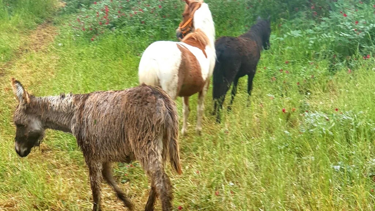 Photo of Outdoor in Villarosa