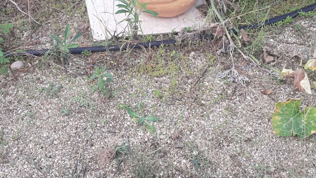 Photo of Outdoor in Mortelle