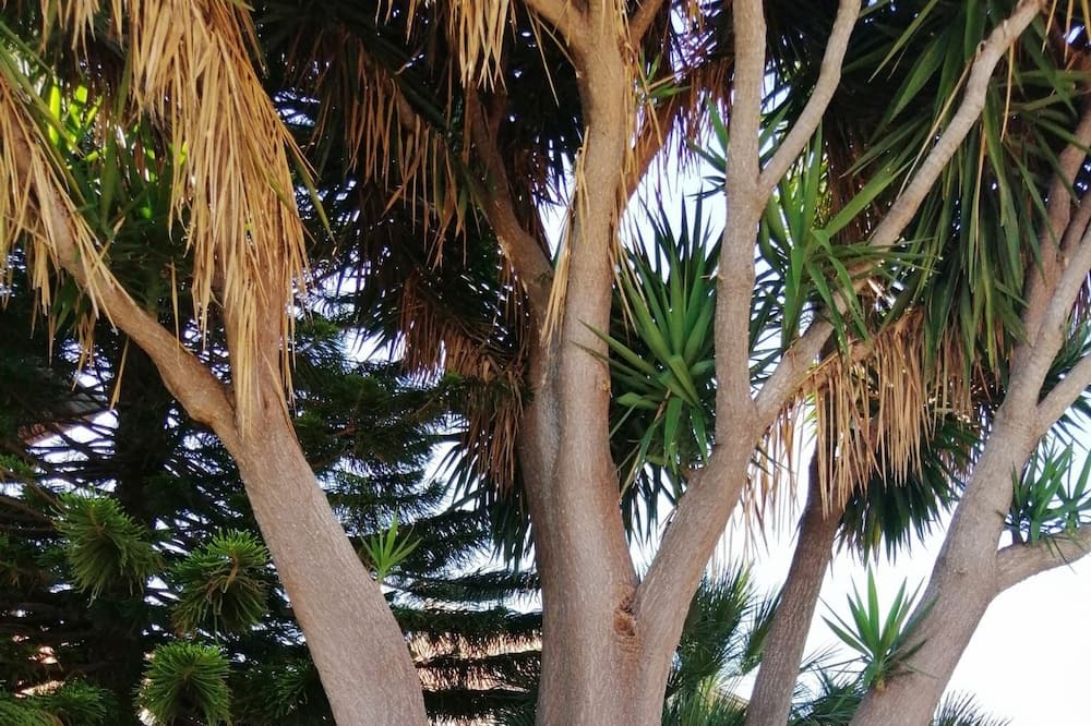 Photo of Outdoor in Patti