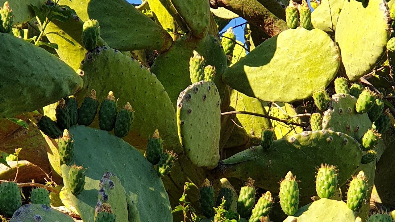 Photo of Outdoor in Mitogio
