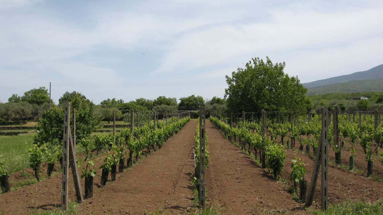Photo of Outdoor in Randazzo