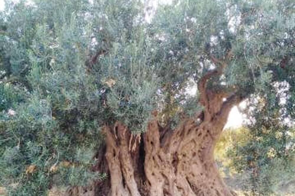 Photo of Others in Chiaramonte Gulfi