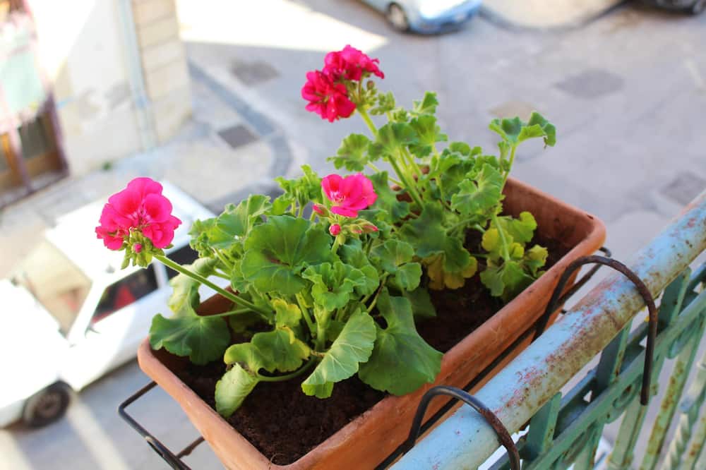 Photo of Patio Balcony in Santa Lucia