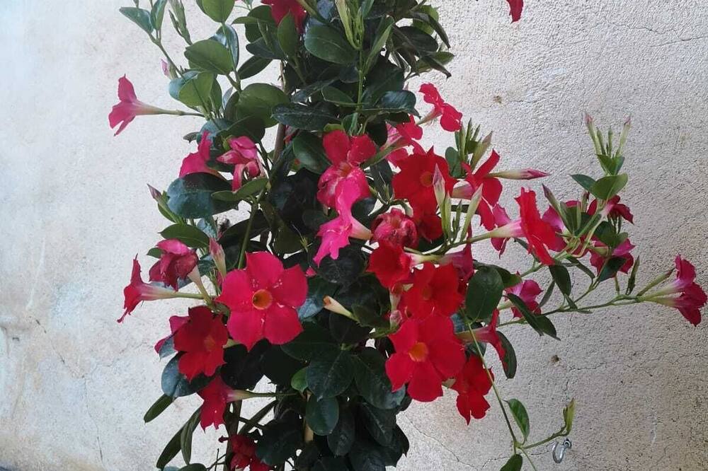 Photo of Outdoor in San Mauro Castelverde