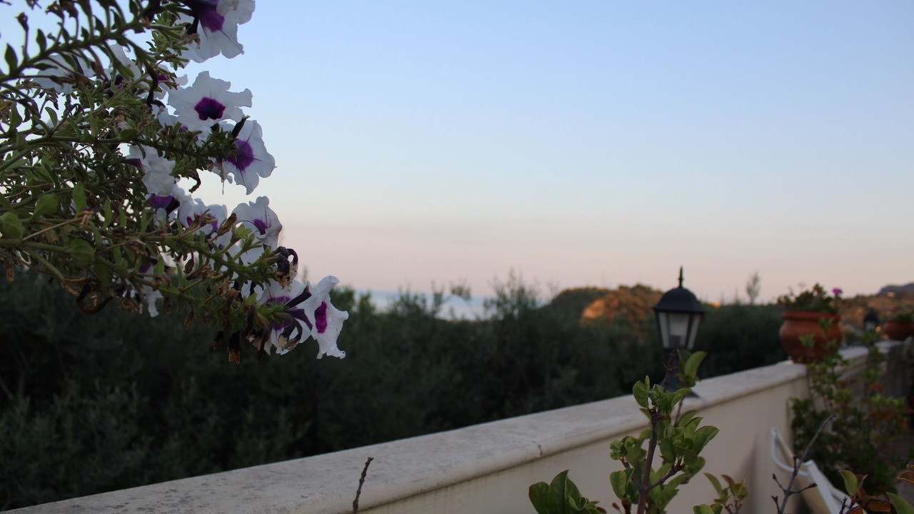 Photo of Others in Savoca