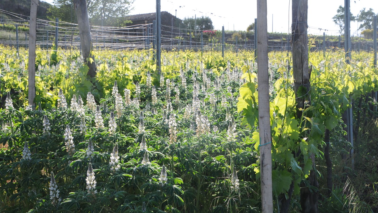 Photo of Outdoor in Castiglione di Sicilia